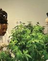 Govt moves to accelerate cannabis industry regulations as SA targets global leadership Govt moves to accelerate cannabis industry regulations as SA targets global leadership20