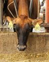 Western Cape ramps up Foot and Mouth Disease vaccination campaign0