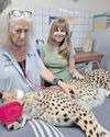 The Cheetah’s return to India is a conservation gamble - and a necessity15