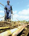 Sugarcane growers race to save Tongaat Hulett ahead of liquidation hearing Sugarcane growers race to save Tongaat Hulett ahead of liquidation hearing19