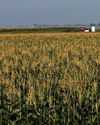 SA poised for record 17 million tons maize harvest, raising hopes for agricultural sector SA poised for record 17 million tons maize harvest, raising hopes for agricultural sector23