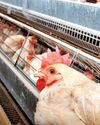 Poultry industry eyes export boom as local demand stagnates16