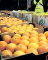 South African citrus growers project fluctuations in export figures for 2025 South African citrus growers project fluctuations in export figures for 202531