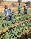 Agbiz warns of alarming rise in food insecurity despite agricultural export Success Agbiz warns of alarming rise in food insecurity despite agricultural export Success29