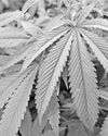 How South Africa can lead hemp, cannabis sectors How South Africa can lead hemp, cannabis sectors11
