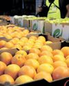 Market diversity is essential for SA’s agricultural exports amid geopolitics and trade risks Market diversity is essential for SA’s agricultural exports amid geopolitics and trade risks