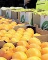 SA farmers brace for impact of US tariffs SA farmers brace for impact of US tariffs