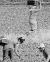 Agricultural sector can withstand potential AGOA exit Agricultural sector can withstand potential AGOA exit