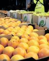 South Africa aims to expand agriculture exports in wake of US tariff threats South Africa aims to expand agriculture exports in wake of US tariff threats
