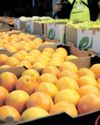 Impact of tariffs on SA citrus exporters will hinge on health of US consumer: Absa report Impact of tariffs on SA citrus exporters will hinge on health of US consumer: Absa report