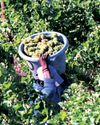 South African agriculture poised to weather Trump's tariff storm South African agriculture poised to weather Trump's tariff storm