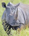 Urgent action needed after 103 rhinos poached in 3 months Urgent action needed after 103 rhinos poached in 3 months