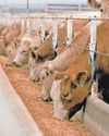 China suspends cloven hoofed imports due to disease outbreak in SA China suspends cloven hoofed imports due to disease outbreak in SA