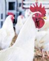PIC seeks stability for Daybreak Foods as board faces crisis PIC seeks stability for Daybreak Foods as board faces crisis