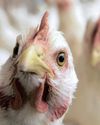 Astral Foods CEO discusses the impact of US trade tensions on SA's poultry sector Astral Foods CEO discusses the impact of US trade tensions on SA's poultry sector34