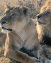 Rescued circus lions find sanctuary in South Africa, embrace freedom16