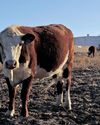 Corruption and crime: A recipe for food insecurity in South Africa38