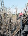 SA sugar growers urge action against unfair trade practices impacting industry39
