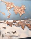 New dinosaur centre opens in Golden Gate Highlands National Park23