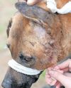 Man dies of rabies, eThekwini ramps up vaccination drive13