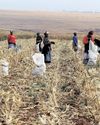South Africa poised for record summer crop harvest despite late rains South Africa poised for record summer crop harvest despite late rains37