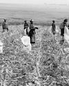The hidden costs of $1.5 billion World Bank loan16