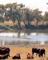 KZN remains under foot-and-mouth surveillance, E Cape and Limpopo relaxed38