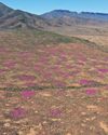 Concerns escalate over Vaalputs nuclear waste facility upgrade's impact on agriculture33