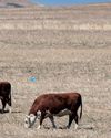 Fixing South Africa's broken foot and mouth disease prevention system28