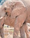 US law academics seek court role in Joburg Zoo elephants’ release case23
