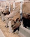 Agricultural sector sounds alarm over illegal Kenyan foot-and-mouth vaccine threat Agricultural sector sounds alarm over illegal Kenyan foot-and-mouth vaccine threat29