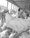Southern Africa’s poultry revolution strengthened by collective action15