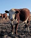 Red meat industry outlines role in tackling FMD as government intensifies response35