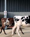 Limpopo tightens livestock movement controls as FMD fears persist Limpopo tightens livestock movement controls as FMD fears persist24