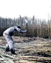 Pressure mounts to scrap sugar tax as imports surge, threatening local industry22