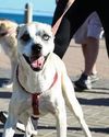 WALK A DOG TO RAISE FUNDS FOR VET CLINIC WALK A DOG TO RAISE FUNDS FOR VET CLINIC
