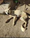 Heideveld ou pays for animal abuse Heideveld ou pays for animal abuse
