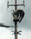 How power lines threaten SA’s vultures