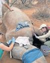 Vital role of veterinarians and teams in rhino conservation23