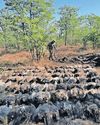 123 vultures die in Kruger National Park12