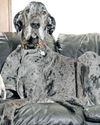 World's tallest and shortest dogs meet27