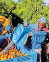 Trump tariffs sour fortunes of SA's citrus farmers24