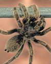 Customs seize 1 500 smuggled tarantulas hidden in dessert boxes35