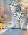 Purr- chase with a purr-pose Saturday Star