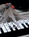 Ink-credible: Octopus learns piano in viral experiment Ink-credible: Octopus learns piano in viral experiment40