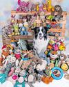 Dogs can learn words like toddlers, study finds28
