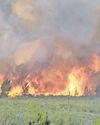 Western Cape's nightmare: fruit flies, roaches and wildfires14
