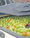 Police ketchup with 111kg dagga hidden under tomatoes1