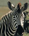 Kruger too expensive? Five affordable national parks Kruger too expensive? Five affordable national parks49