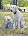Streaming channel for pets launched in China17